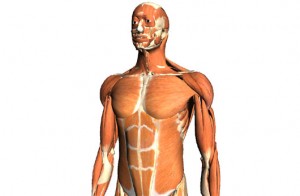 Google_Body_01