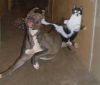 Chuck_Norris_Cat_01.jpg